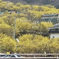 '21.3.16 지금구례 산' 글에 포함된 이미지