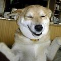 '🐕러시아가 달러와 ' 글에 포함된 이미지