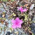 '🌸12월의 꽃12월에' 글에 포함된 이미지