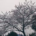 '요즘 벚꽃이 한창이예' 글에 포함된 이미지
