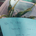 '첫수확' 글에 포함된 이미지