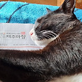 '제주마씸' 글에 포함된 이미지