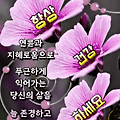 댓글 첨부 이미지
