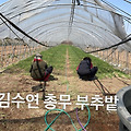 댓글 첨부 이미지