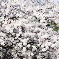 ' 벚꽃축제가 한창인 ' 글에 포함된 이미지