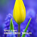 댓글 첨부 이미지