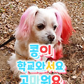 댓글 첨부 이미지