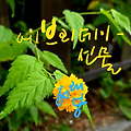댓글 첨부 이미지