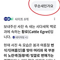 댓글 첨부 이미지