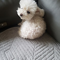 '강아지나 주인이나...' 글에 포함된 이미지