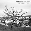 '홀로 서 있는 나무는 ' 글에 포함된 이미지