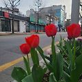 '산정에 올라야 산맥이' 글에 포함된 이미지