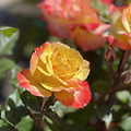'오늘은 수요일~~🌹' 글에 포함된 이미지