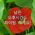 댓글 첨부 이미지