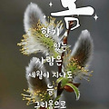 '오늘이 입춘 이라하네' 글에 포함된 이미지