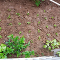 '어제 배추모종 심었는' 글에 포함된 이미지