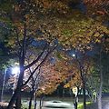'야간 산책길에 불빛과' 글에 포함된 이미지