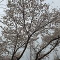 '벚꽃이 한창 이네요!' 글에 포함된 이미지