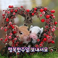 '.' 글에 포함된 이미지