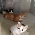 '요 녀석들 구경하세요' 글에 포함된 이미지