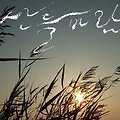 '산들바람 ......... ' 글에 포함된 이미지