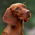 '비즐라(Vizsla)는 헝' 글에 포함된 이미지