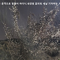 '봄...향기 물씬.햇빛' 글에 포함된 이미지