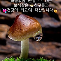 '씨앗 채소는 몸에 좋' 글에 포함된 이미지