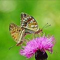 '꽃과 나비' 글에 포함된 이미지