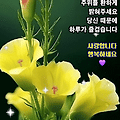 댓글 첨부 이미지