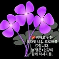 댓글 첨부 이미지