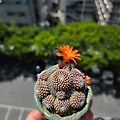 '♧ ♧·´″```°³о' 글에 포함된 이미지