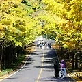 '은행잎이 고운 시간입' 글에 포함된 이미지