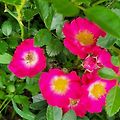 '줄장미가 피었어요.행' 글에 포함된 이미지