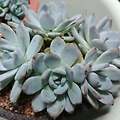 '먼로가 싱싱합니다 ^^' 글에 포함된 이미지