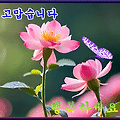 댓글 첨부 이미지