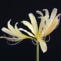 Lycoris cv.‘Lemon Yellow Sp..