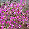 진해 웅산 시루봉 꽃구경 다녀왔어요