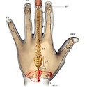 손과 장기와의 연결성
