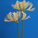 Lycoris cv.‘Cream Tower’ .'..