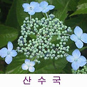 산수국과 백당나무, 수국 과 불두화의 ..