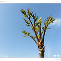 20150419 두릅순이 많이 올라왔네요..