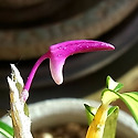 홍염(紅炎)
