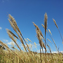 밀양천황산 억새(12.10/07)