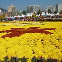 마산 가고파 국화 축제 사진입니다.