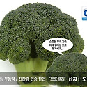 브로콜리