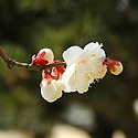 일지매-1