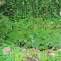 옛 사택 연못