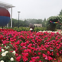 올림픽 공원 장미 ＜2019.5.27.＞