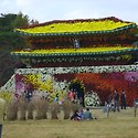 국화